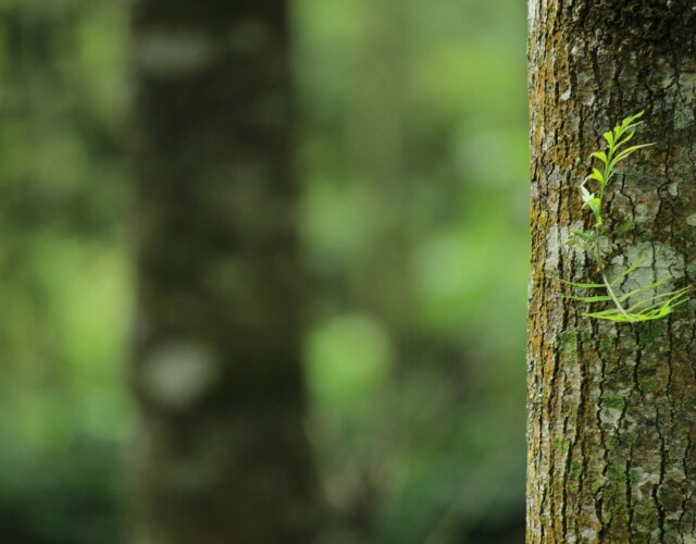 Mossy tree trunk in green forest Close-up of mossy tree trunk in forest