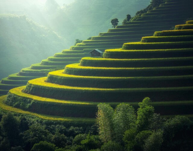 Golden rice terraces in the hills Green and golden rice terraces on hillside at sunset