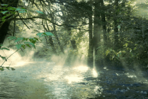Golden rays of sunlight streaming through forest trees Sunlight shining through forest onto flowing stream