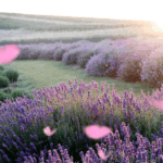 Lavender flowers swaying in a sunset breeze Lavender field with pink petals and sunset light