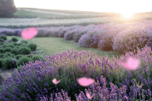 Lavender flowers swaying in a sunset breeze Lavender field with pink petals and sunset light