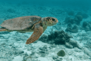 Graceful turtle swimming in clear blue ocean Sea turtle swimming underwater over coral reef